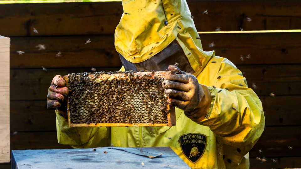 Lamborghini bees