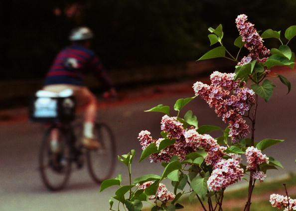 Pollen Counts High in New York City