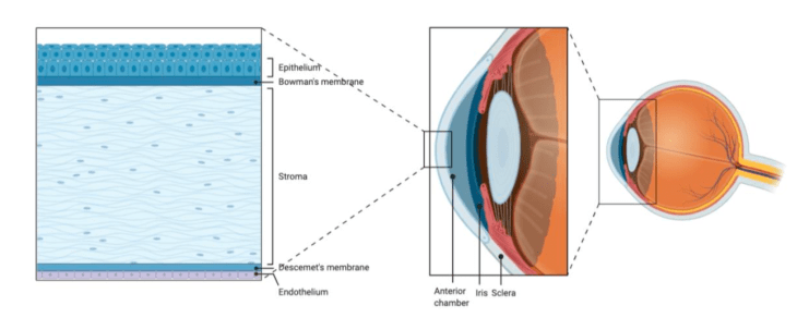 Schematic diagram of the the location and structure of the cornea.