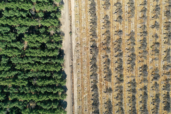 As Drought Intensifies, California Farmers Replace Almond Trees With Less Water-Dependent Crops