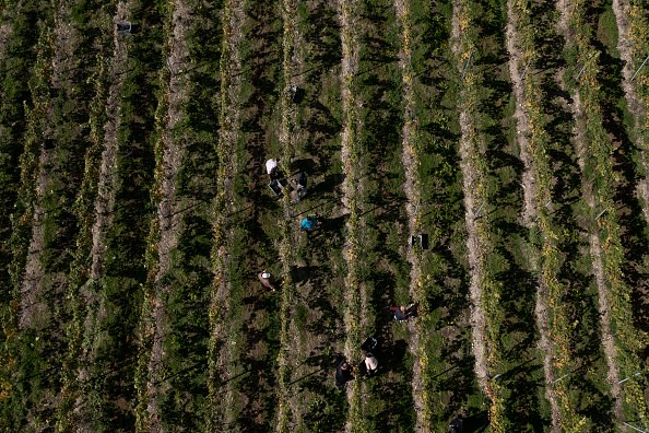 The UK Grape Harvest Begins At Exton Park Vineyard