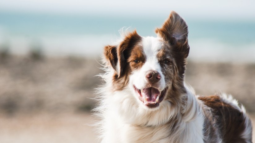 Private equity firms Advent International and CVC Capital have reportedly joined forces to make a bid for Partner in Pet Food (PPF), an animal food brand owned by Cinven.&nbsp;