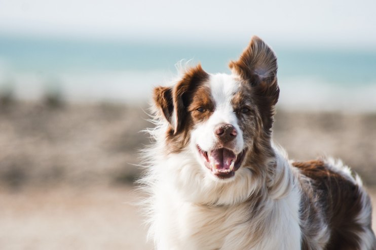 Private equity firms Advent International and CVC Capital have reportedly joined forces to make a bid for Partner in Pet Food (PPF), an animal food brand owned by Cinven.&nbsp;