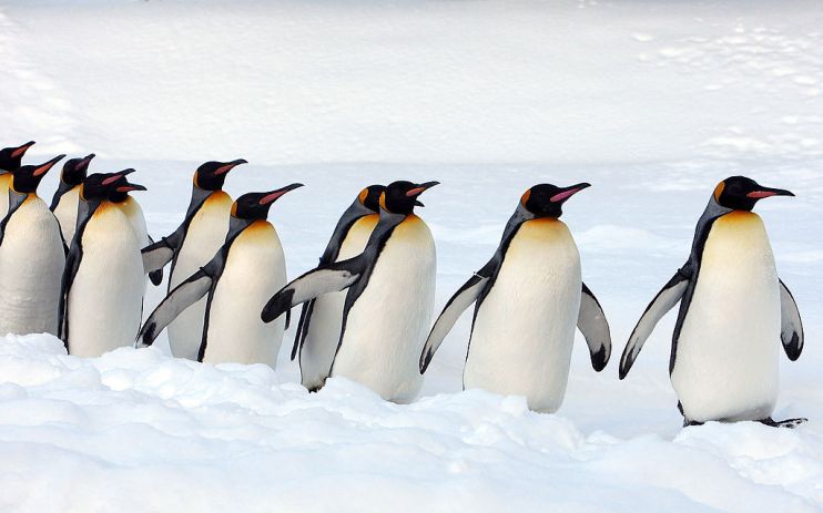 huddle