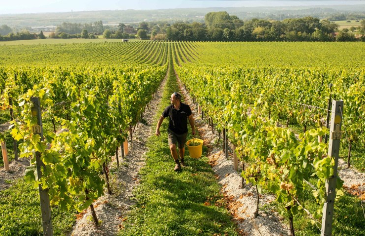 Revenues and volumes both increased at Chapel Down, the market leader in the exploding English sparkling wine sector