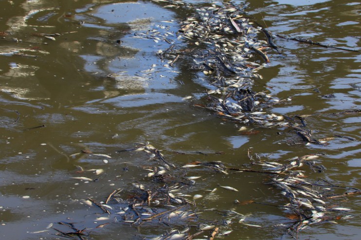 Toxic chemicals that remain in ecosystems for decades pollute every stretch of English rivers.