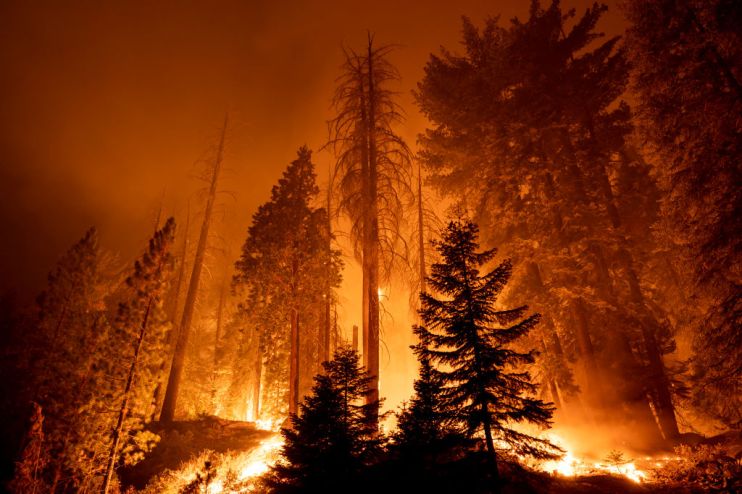 CALIFORNIA HOT SPRINGS, CA - SEPTEMBER 21: The Windy Fire blazes through the Long Meadow Grove of giant sequoia trees near The Trail of 100 Giants overnight in Sequoia National Forest on September 21, 2021 near California Hot Springs, California. (Photo by David McNew/Getty Images)