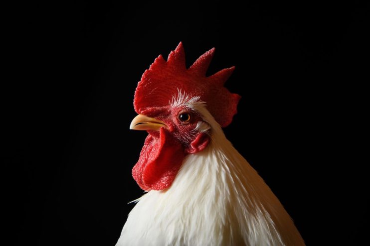 chicken