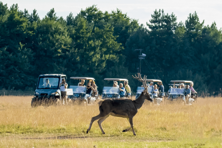 The Watatunga Wildlife Park in Norfolk gets you close to some incredibly unusual animals (Photo: Phil Stone captures the White Lipped Deer)