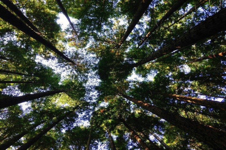 FCA's anti-greenwashing guidance set to come into force next week, lawyers explain what to expect