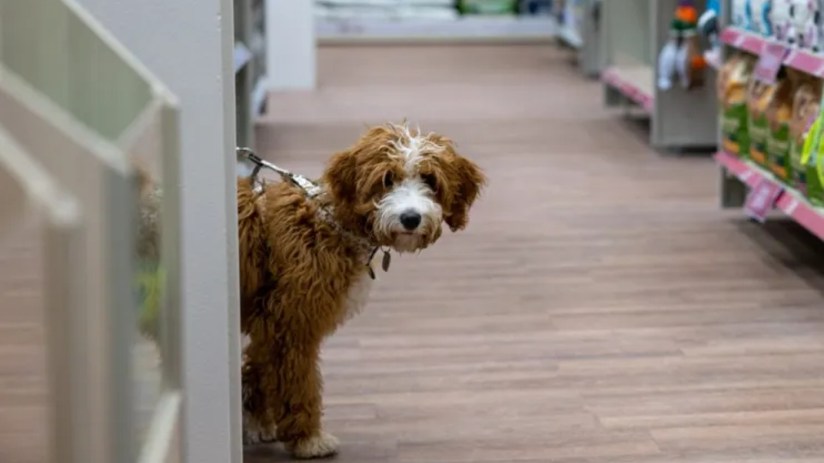 Animal care retailer Pets At Home has held its guidance for the year and said its vet growth strategy is &ldquo;not threatened&rdquo; by the CMA's review into the sector.