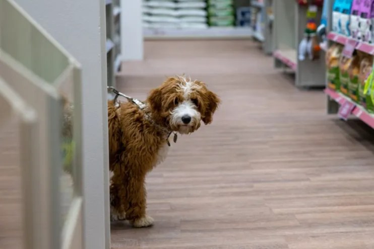 Animal care retailer Pets At Home has held its guidance for the year and said its vet growth strategy is &ldquo;not threatened&rdquo; by the CMA's review into the sector.