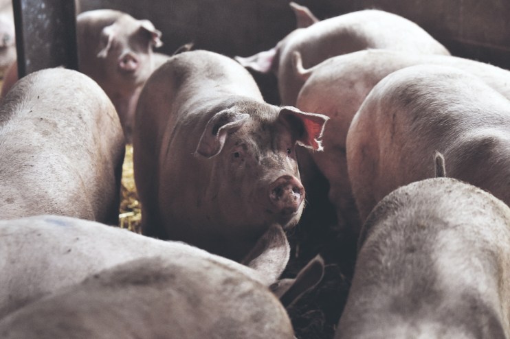 Pigs in a barn. Last year Genus created gene editing technology that makes pigs immune from swine flu