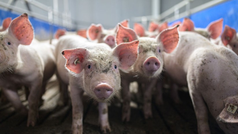Danish Crown owns its pig farms.