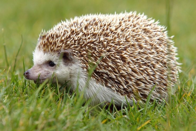 SAN FRANCISCO - JUNE 13: A Hedgehog is seen at the San Francisco Zoo June 13, 2003 in San Francisco. The recent epidemic of Monkeypox in the U.S., which was linked to infected Prairie Dogs, some of which were being used as pets, has led the CDC to increase awareness to the host of health risks people are exposed to when dealing with exotic pets.(Photo by Justin Sullivan/Getty Images)