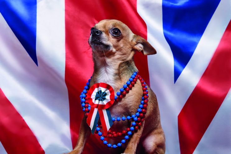 UK, Union Jack, British, England, pet, chihuahua, dress up, funny, politics, dog, animal, flag