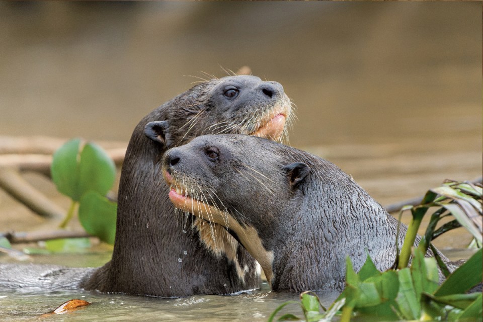 Otters in Peru