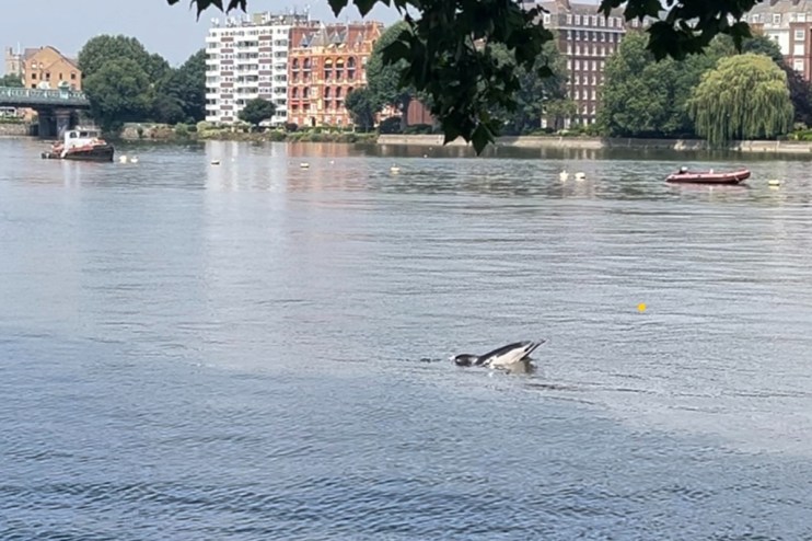 A dolphin was spotted in the River Thames near London's Putney Bridge on Thursday. Photo: PA/courtesy of Mary Tester, Thames Area Coordinator of the British Divers Marine Life Rescue.