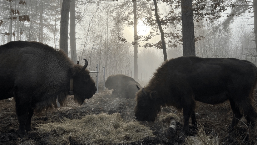 Bison grazing in Kent