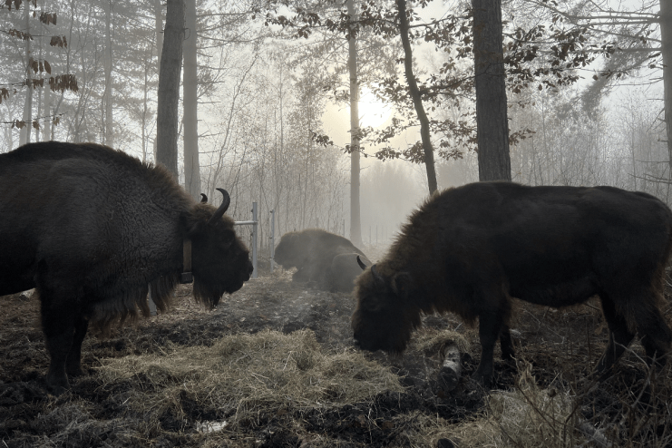 Bison grazing in Kent