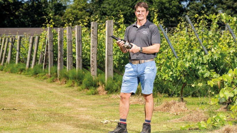 vineyard