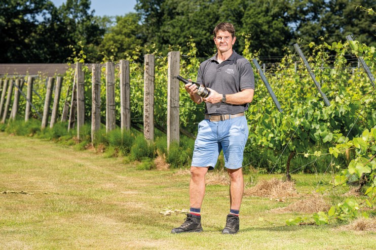 vineyard