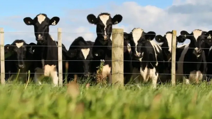 Rising dairy prices pushed up overall food inflation