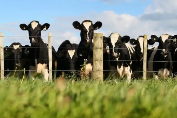 Rising dairy prices pushed up overall food inflation