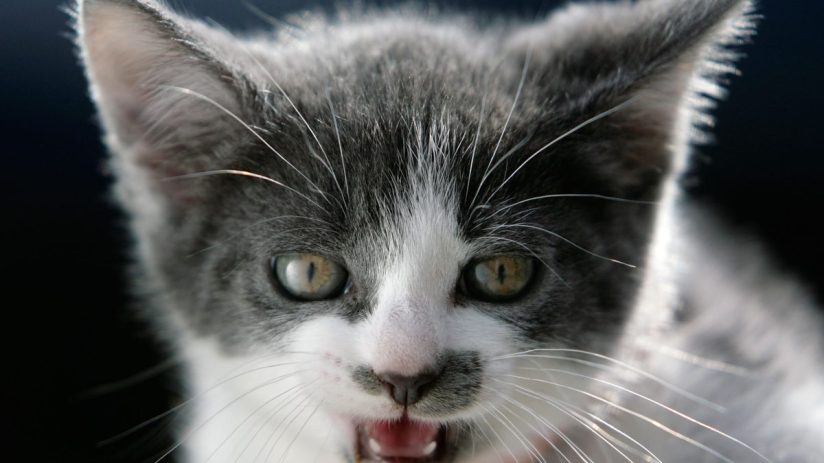 BIRMINGHAM, UNITED KINGDOM - APRIL 04: 'Boggles' a stray kitten is one of the lucky animals at the Barnes Hill RSPCA Animal Rescue Centre, who has been found a caring home on April 4, 2007 in Birmingham, England. The Animal Welfare Act becomes law on Friday is being highlighted by the RSPCA. The act imposes a duty of care for pets and animals on owners and includes fines of up to GBP20,000 and jail terms of up to a year for cruelty. The new law includes making sure that animals are fed, housed and protected from pain, suffering, injury and disease. (Photo by Christopher Furlong/Getty Images)
