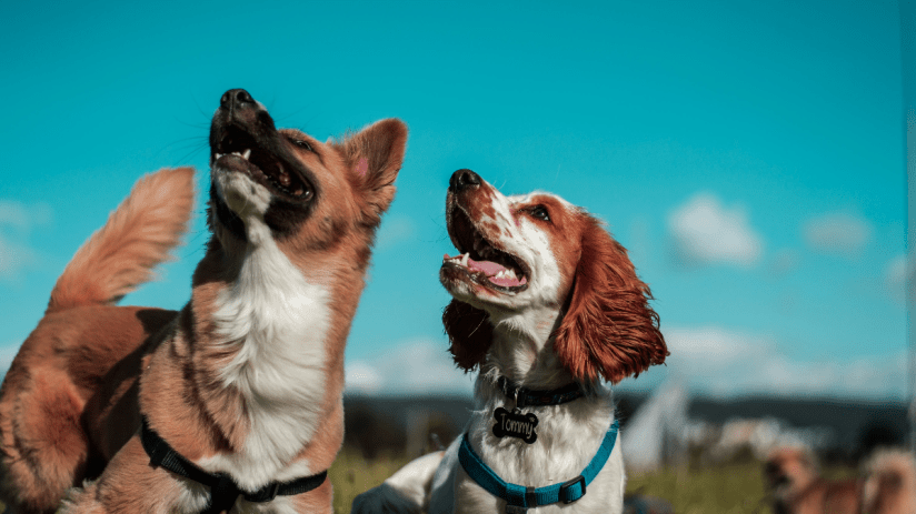 Pets at Home shares surged more than 14 per cent this morning