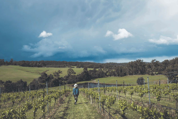 Why Tasmania is an overlooked Australian wine destination