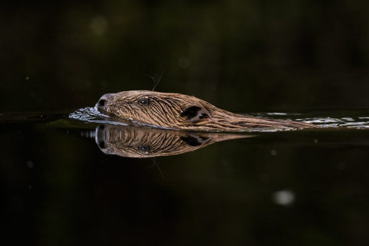 KENT, ENGLAND - JULY 20: A beaver swims along a river on July 20, 2023 in Kent, England. The re-introduction of beavers into managed estates and private land across the UK has gathered momentum over the last few years. In 2002, two beaver families were released into a contained colony at Ham Fen nature reserve in Kent. Subsequent flooding of the reserve led to their escape and combination of these escapees and rumoured &lsquo;illegal&rsquo; beaver releases into the river systems has led to an established population that now live in the river Stour catchment area. Proponents of re-wilding projects have welcomed the beavers pointing to the environmental benefits, but the trend is concerning farmers who worry about the negative impacts the animals could have on their land. Beavers shape their environment, felling trees which opens woodland canopy, increasing biodiversity, but they can also be damaging if the wrong trees are felled. As well as building lodges across rivers beavers also burrow into riverbanks with the entrances submerged, digging upwards into the bank creating chambers above water level along the side of riverbanks, often under farmers&rsquo; fields. There have been instances of farm machinery falling through fields into burrows that can lie just under the surface. Assessing and managing these conflicting views is the East Kent Beaver Advisory Group, (EKBAG). Following meetings with farmers the results of a census to ascertain beaver numbers on the Stour and the suitability of where their habitats are located, are being collated. The animals gained legal protection in the UK in October 2022, however ministers and MPs, including MP Sir Robert Goodwill, chair of DEFRA, have been urged to review their protected status in England. Mr Goodwill is calling for something similar to the 'German model' which would allow local communities to control beavers without unnecessary bureaucracy. (Photo by Dan Kitwood/Getty Images)