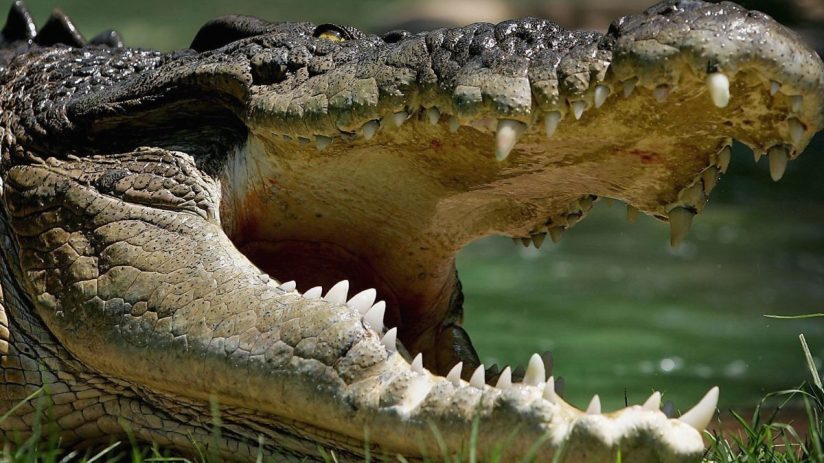 The premier of Queensland David Crisafulli has defended the use of Rockhampton as the venue for the Brisbane 2032 Olympic Games despite it being infested with crocodiles.