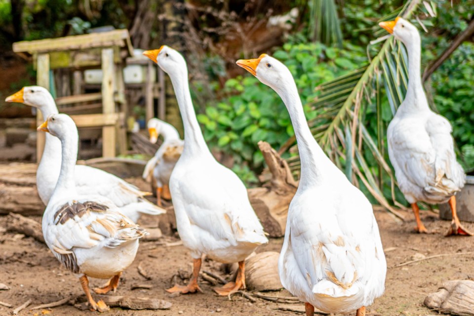 Laferm Coco in Mauritius is home to animals including this gaggle of geese