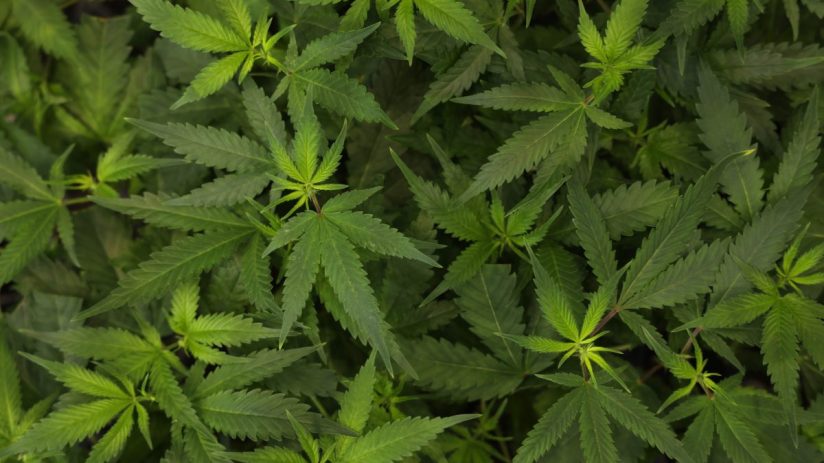 BERLIN, GERMANY - JUNE 14: Cannabis plants grow at an exhibitor's stand at the Mary Jane Berlin cannabis and hemp trade fair on June 14, 2024 in Berlin, Germany. Germany legalized cannabis consumption earlier this year. Cannabis production by local cannabis clubs will become legal in July. (Photo by Sean Gallup/Getty Images)