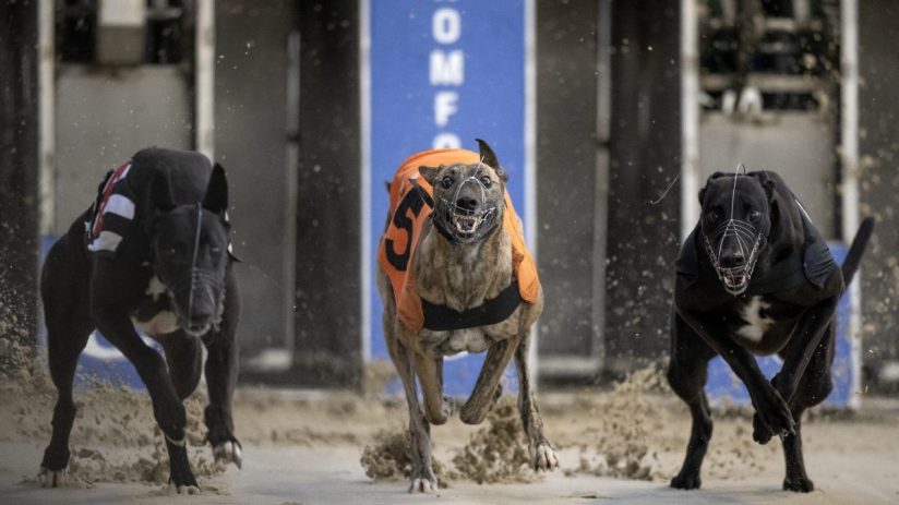 A new greyhound stadium in Wolverhampton has sparked hopes of a revival of the pastime despite track closures across the country.