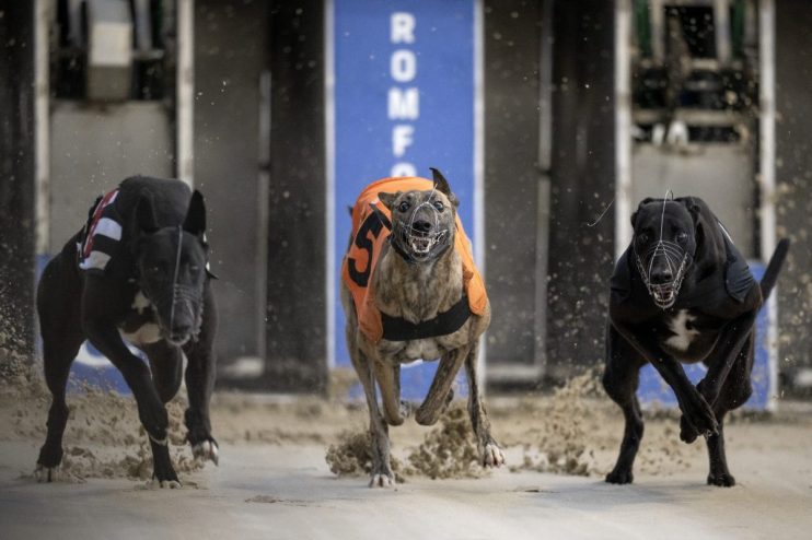 A new greyhound stadium in Wolverhampton has sparked hopes of a revival of the pastime despite track closures across the country.