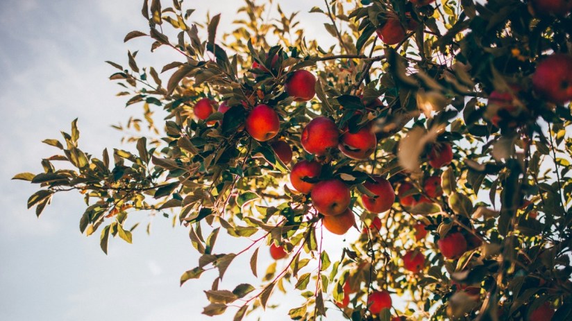 This year's apple harvest has been unusually sweet. Credit: Nathan Hulsey on Unsplash