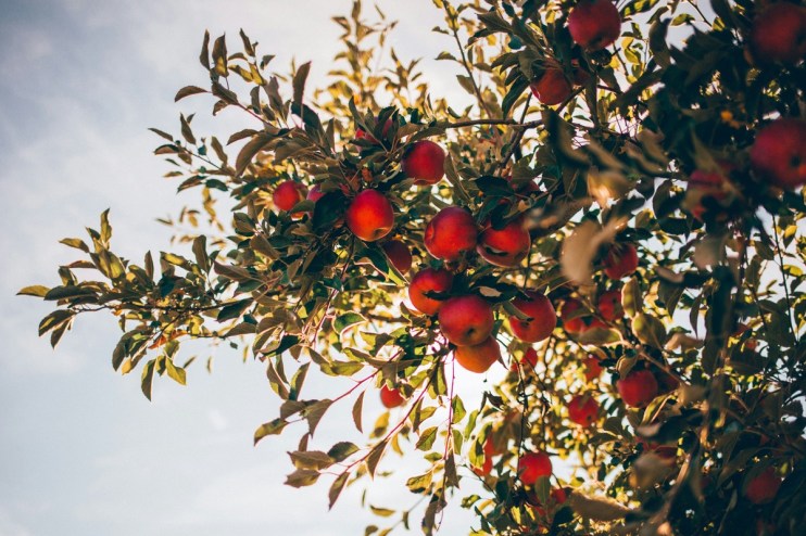 This year's apple harvest has been unusually sweet. Credit: Nathan Hulsey on Unsplash