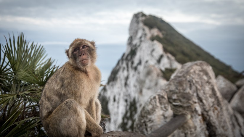 GIBRALTAR, GIBRALTAR - SEPTEMBER 09: A Barbary macaque wild monkey sits at the top of the rock on September 9, 2018 in Gibraltar, Gibraltar. (Photo by Matt Cardy/Getty Images)