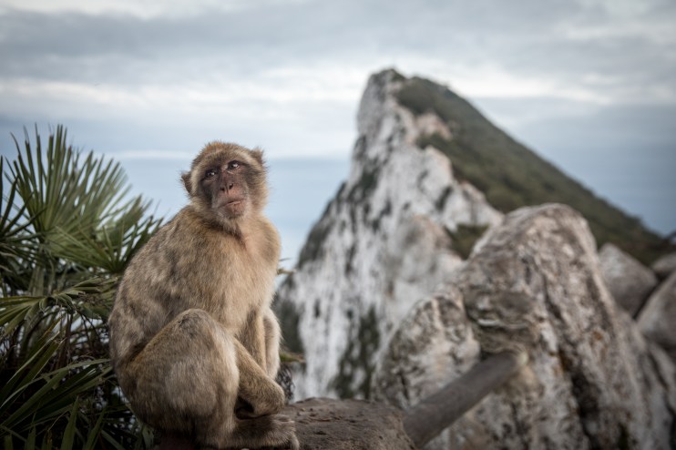 GIBRALTAR, GIBRALTAR - SEPTEMBER 09: A Barbary macaque wild monkey sits at the top of the rock on September 9, 2018 in Gibraltar, Gibraltar. (Photo by Matt Cardy/Getty Images)