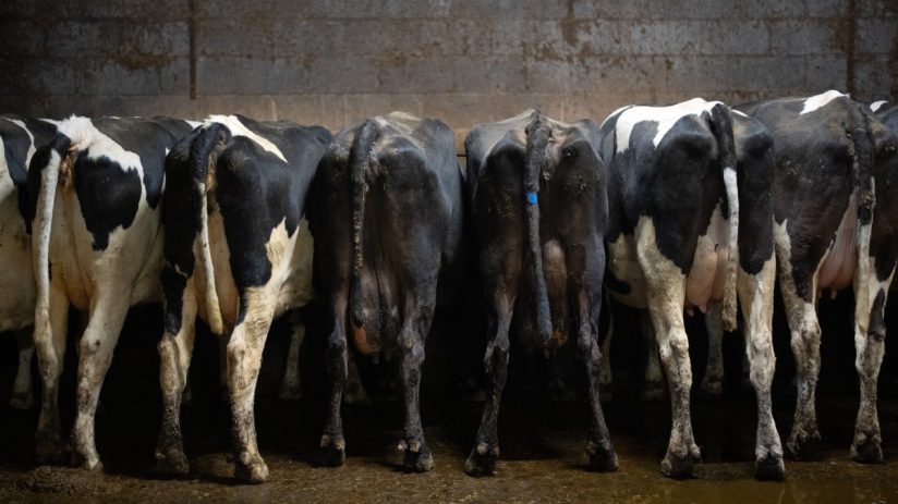 BARNOLDSWICK, ENGLAND - FEBRUARY 11: Cows feed at the dairy farm owned and run by the Parsons family since 1946, on February 11, 2025 in Barnoldswick, England. Under government plans announced in last October's budget, a 20% inheritance tax on agricultural assets worth more than &pound;1m will be introduced from 6th April 2026. Although the threshold for some farmers to pay will be &pound;3m, the changes to agricultural property relief has caused widespread concern among farmers across Great Britain and Northern Ireland, leading to large-scale protests. (Photo by Carl Court/Getty Images)