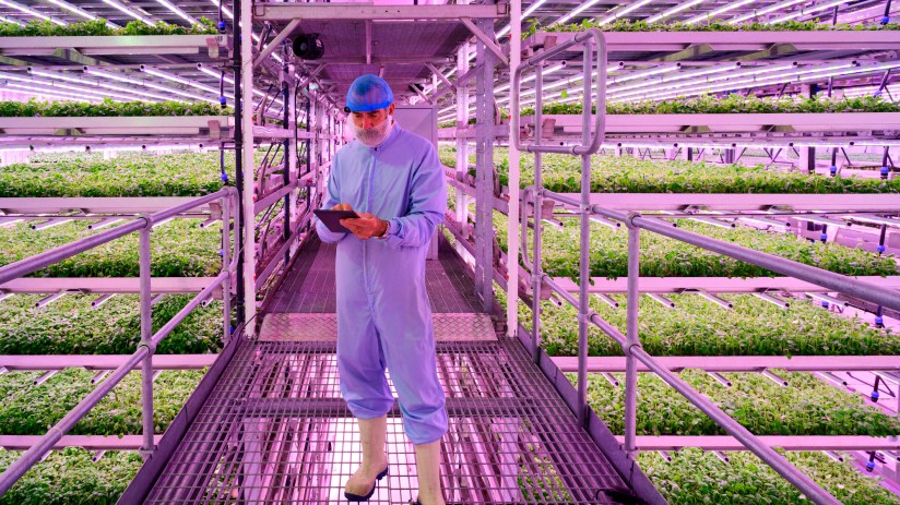 Vertical farm with lush green plants, highlighting Mahmud Kamani-backed companys financial collapse and search for buyer