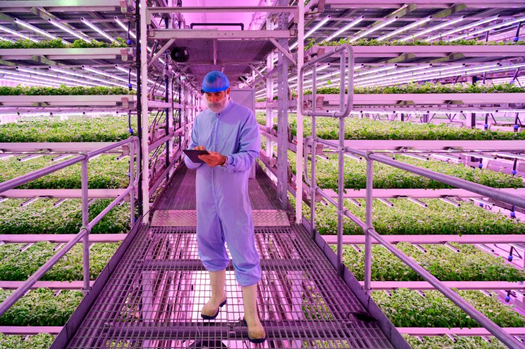 Vertical farm with lush green plants, highlighting Mahmud Kamani-backed companys financial collapse and search for buyer