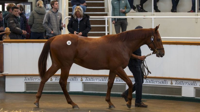 Sales for the Tattersalls Yearling Book 1 sale topped &pound;135m this week at Newmarket as international buyers snapped up horse racing's future.