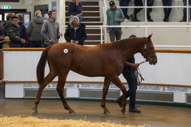Sales for the Tattersalls Yearling Book 1 sale topped &pound;135m this week at Newmarket as international buyers snapped up horse racing's future.