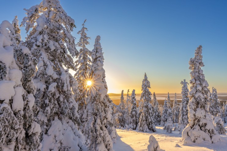 Snow-covered spruce trees at sunrise in winter, Riisitunturi National Park, Finnish Lapland, Posio, Koillismaa, Finland