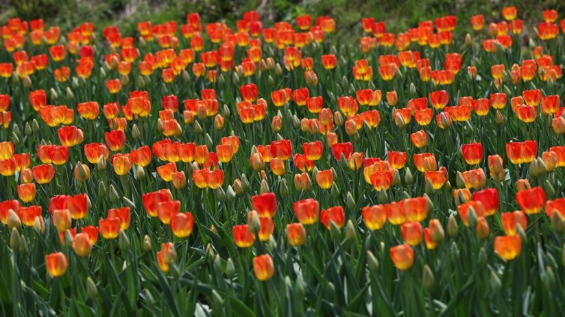 Vibrant tulip field in full bloom showcasing a spectrum of colors under clear blue skies, embodying spring beauty and renewal