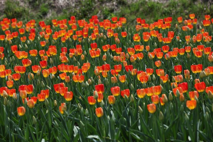 Vibrant tulip field in full bloom showcasing a spectrum of colors under clear blue skies, embodying spring beauty and renewal