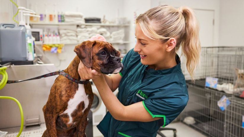Pets at home, including a mix of cats, dogs, and small animals, creating a lively and heartwarming domestic scene.